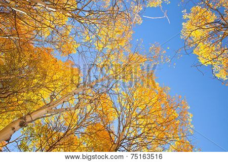 Aspen trees with yellow leaves in Autumn