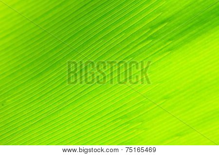 Bird's Nest Fern Leaf