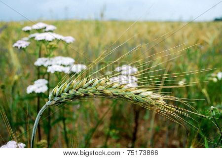 Rye Field In Backgroud Of Pecker
