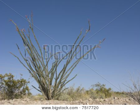 Blomstrende Ocotillo kaktus