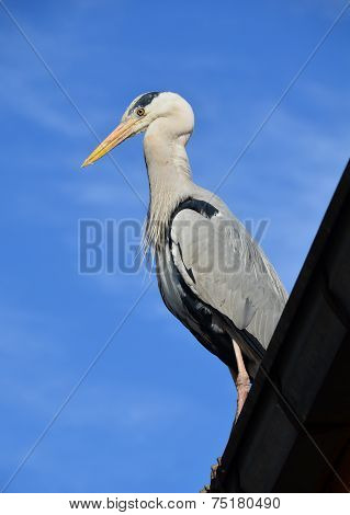 pelican bird