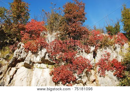 Autumn Colours In The Carso