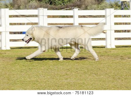 Siberian Husky