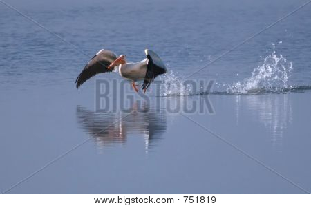 Pelican decola