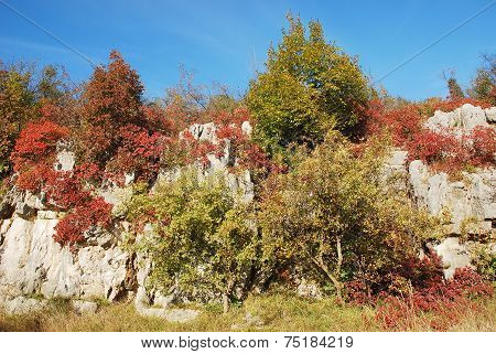 Autumn Colours In The Carso