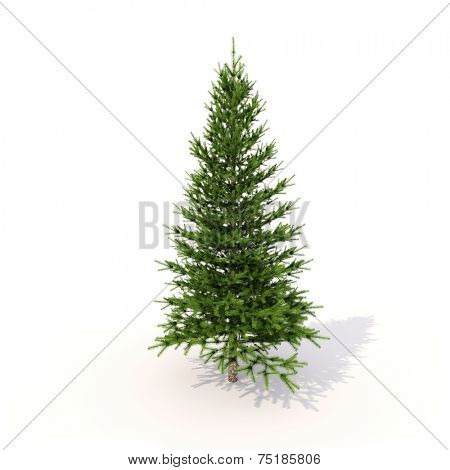 Spruce on a light background with shadow