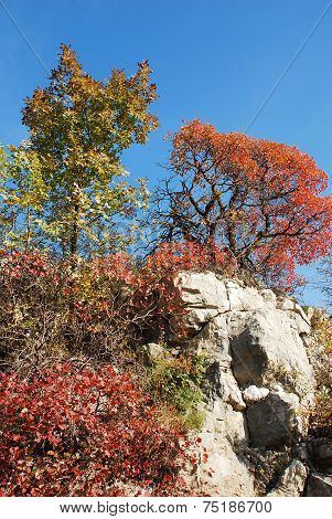 Autumn Colours In The Carso