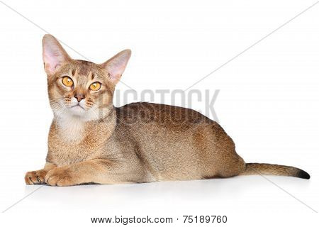 Abyssinian Cat