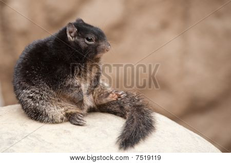 Carino Rock scoiattolo (spermophilus Variegatus)