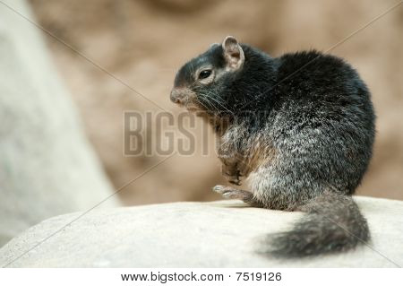 Carino Rock scoiattolo (spermophilus Variegatus)