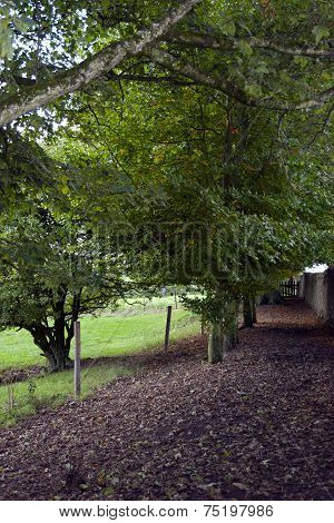 Leafy Path By The Rock Of Cashel