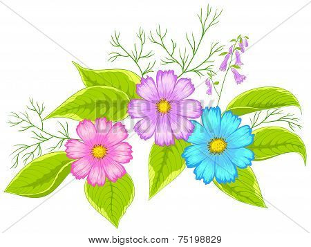 Flower cosmos
