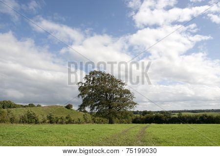 Lone Big Tree In A Field