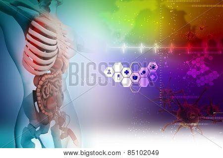 human anatomy