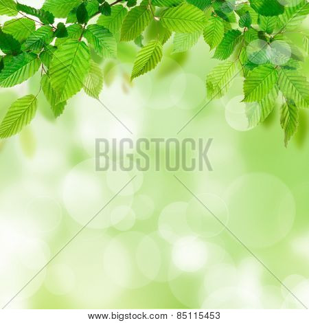 Greef leaves foliage bokeh background