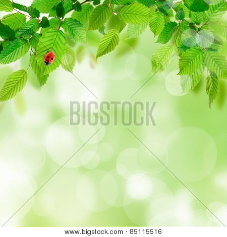 Greef leaves foliage bokeh background