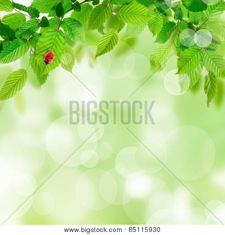 Greef leaves foliage bokeh background