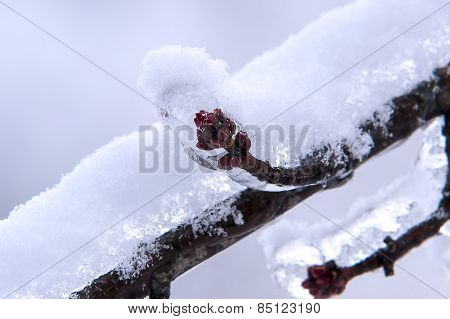 Coated In Ice