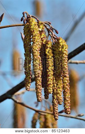 Spring. Alder Catkins Closeup