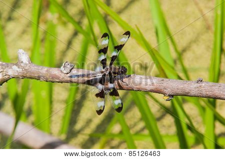 Common Whitetail Dragonfly