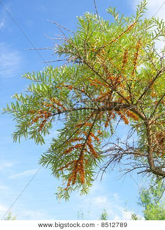 Anmutig geschwungene Seabuckthorn