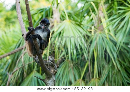 Spider monkey on a tree