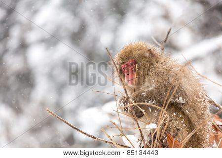 Japanese Snow Monkey at Jigokudani  Yudanaka Nagano Japan