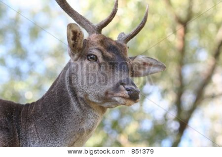 Deer