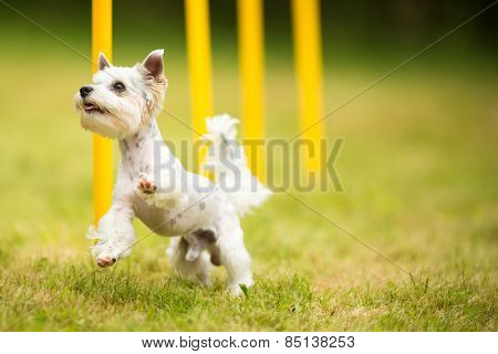 Cute little dog doing agility drill - running slalom, being obediend and making his master proud and happy