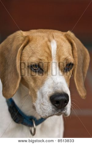 Ritratto di un Beagle