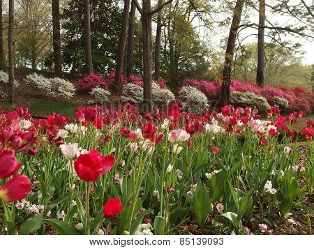 Azaleas and Tulips in Full Bloom
