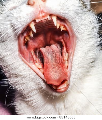 Young Cat With Open Mouth At Home