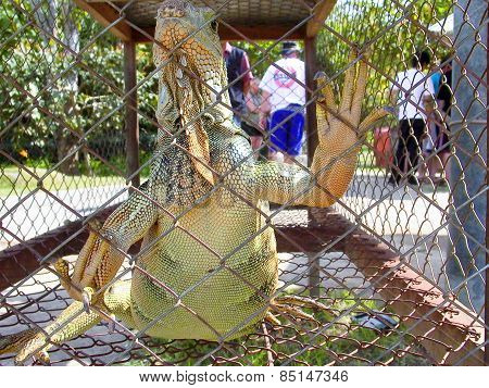Lizard In A Cage In Bali, Indonesia