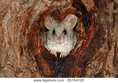 An Acacia tree rat (Thallomys paedulcus) sitting in a hole in a tree, South Africa
