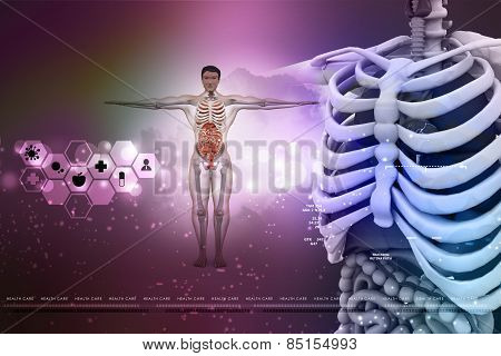 human anatomy