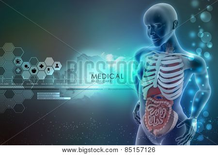 human anatomy