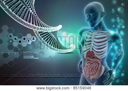 human anatomy