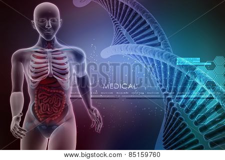human anatomy