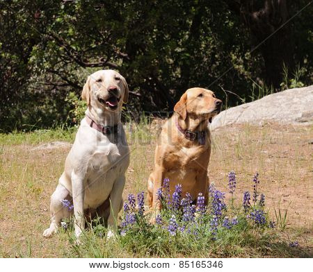 Pair of Labrador dogs sitting obediently waiting for instruction