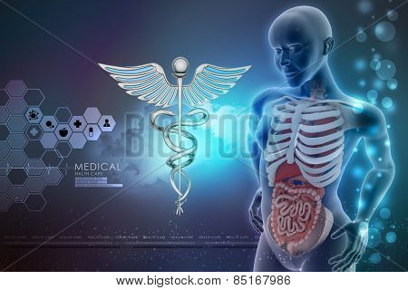 human anatomy and caduceus sign