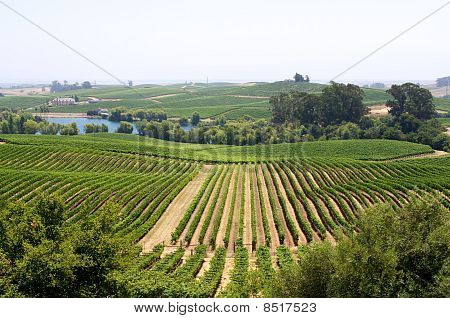 Vinice