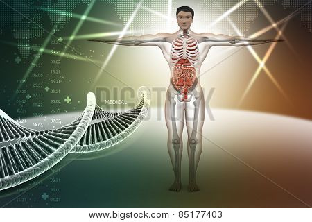 human anatomy with dna