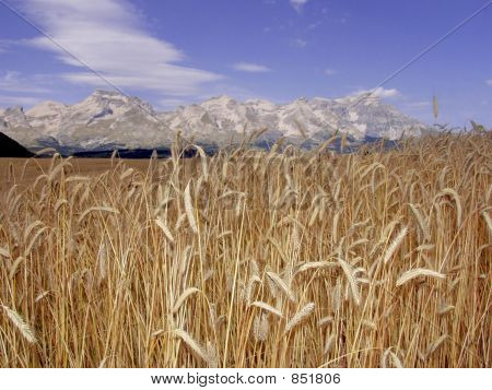 français de France cornfield devoluy région haute alpes Alpes