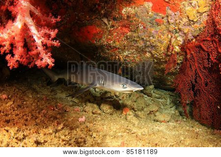 Whitetip Reef Shark