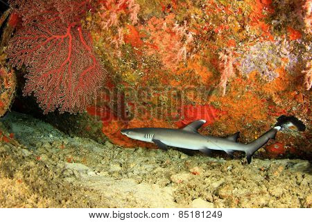 Whitetip Reef Shark