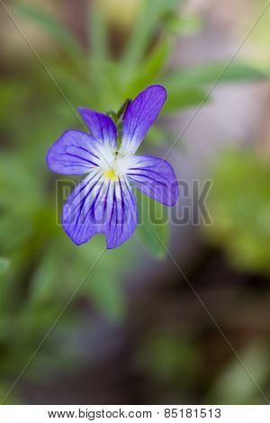 Common Blue Violet Wilflower