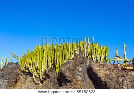 Green Cactus Plants On Coastal Promenade Along Ocean In Playa Blanca