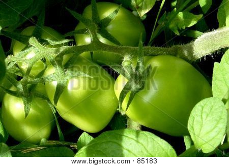 Tomates verdes