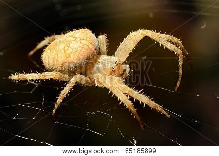 Big spider on the web