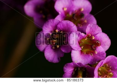 spring flower bergenia. outdoor shot